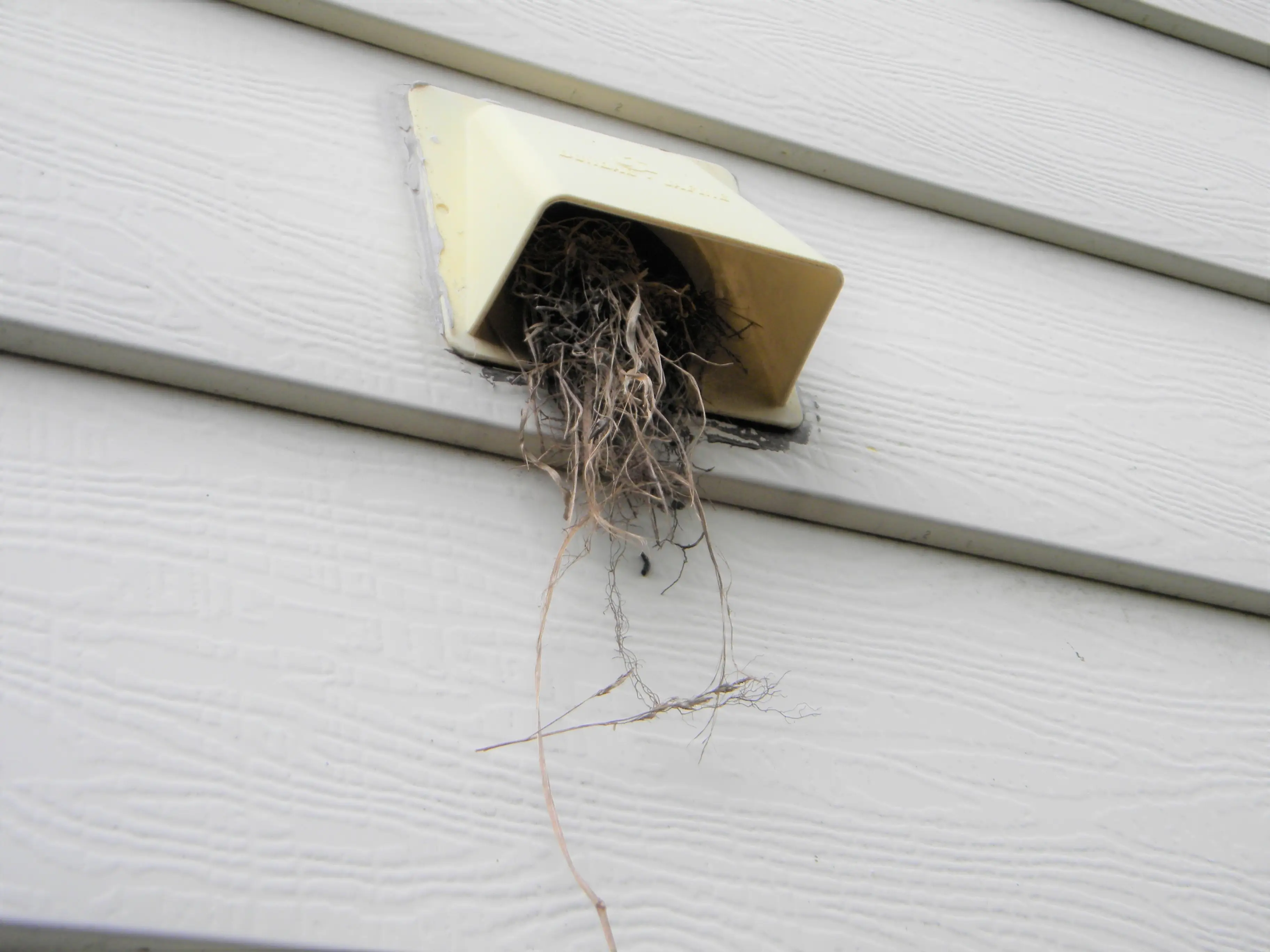 Bird's nest in a dryer vent