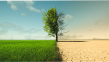 A field with a tree in the center; the left side has lush green grass and leaves on the tree; the right side has dry, cracked earth and the tree has bare branches.