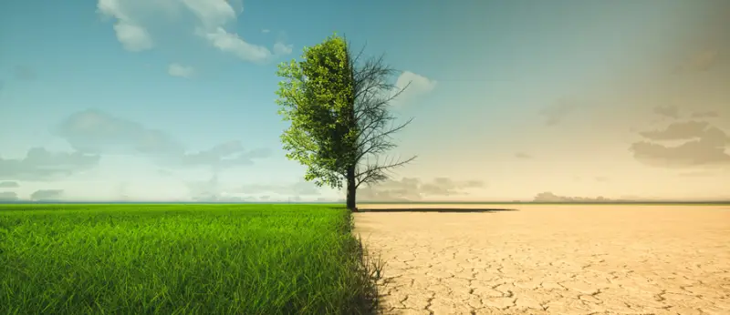 A field with a tree in the center; the left side has lush green grass and leaves on the tree; the right side has dry, cracked earth and the tree has bare branches.